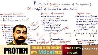 Protein  Chemical composition  Aminoacid  structure of aminoacid  peptide bond  class 11 [upl. by Adanar199]