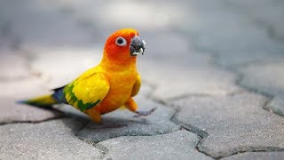 A Funny Parrot Video Compilation 2023  Pet Cute Animals [upl. by Jarrad43]