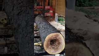 A big hole in the log Can we salvage any wood from this log forest sawmill homestead [upl. by Erdnad]