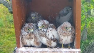 June262024 l Common Kestrel Nest Cam Mother Birds Brings Food To Feed Her Babies In Their Nest [upl. by Bach]