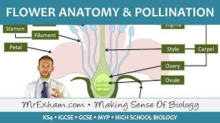 Plant reproduction  Flower anatomy and pollination  GCSE Biology 91 [upl. by Noit]