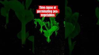 PeaVegetable GERMINATION Like Youve NEVER Seen Before [upl. by Lundell]