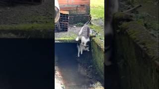 cat funny scene cat fight [upl. by Mccowyn621]