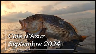 Chasse sous marine Septembre 2024  Dentis amp Pélamides [upl. by Ettelrac]