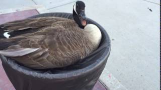 HISSING GOOSE IN A FLOWER POT [upl. by Charters84]