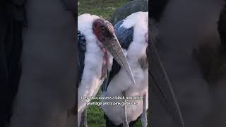 Marabou Stork Ranking animals wildlife birds africa [upl. by Antonie261]