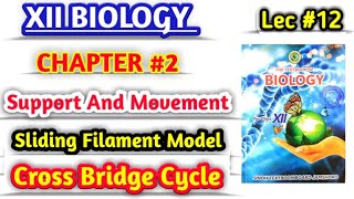 Sliding filament model lec 12  cross bridge cycle class 12 biology [upl. by Maggio]