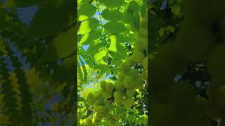 Gooseberryplants fruit nature shorts [upl. by Clark276]