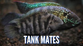 Top 10 Tank Mates for Convict Cichlids [upl. by Bundy]