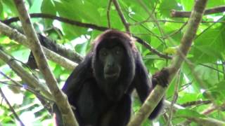 Redhanded Howler Monkey Alouatta belzebul  Linnaeus 1766 [upl. by Brindell]