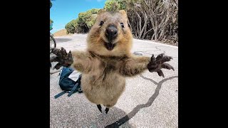 El Quokka es el animal más feliz del mundo 💚 [upl. by Esta988]