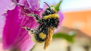 Bumblebee covered in pollen [upl. by Negah]