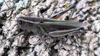 Twostriped Grasshopper Acrididae Melanoplus bivittatus Female [upl. by Inahteb13]