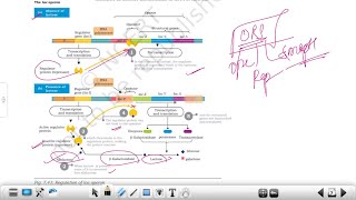 Lac operon an inducible operon  Regulation of gene expression in Bacteria [upl. by Darrin]