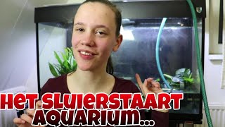 Het SLUIERSTAART AQUARIUM wat ben ik van plan Nickey [upl. by Suelo328]