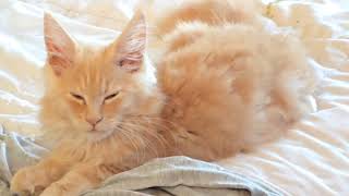 Maine Coon Kittens Take on the Blanket Monster sissysfarm [upl. by Rawde]