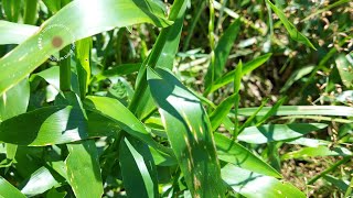 Reportan por primera vez la presencia de Pyricularia oryzae en una maleza junto a arrozales [upl. by Haman]