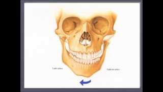 FISIOLOGIA MANDIBULAR [upl. by Boulanger]