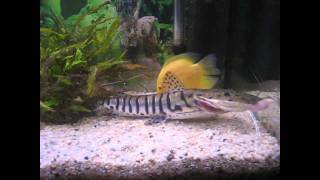 Pseudoplatystoma fasciatum samas tiger catfish [upl. by Colb403]