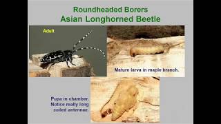 Module12 Borers Roundheaded FlatheadedBorers 2019 [upl. by Yatnoj]