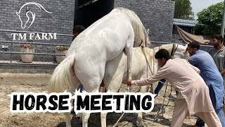 Stallion Horse meeting Mare  Marwari Breed TM Farm Lahore [upl. by Onairda]