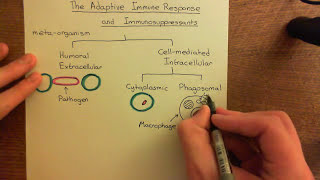 The Adaptive Immune Response and Immunosuppressants Part 1 [upl. by Grata]