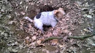 Wire Fox Terrier find the FOX hole warning terrible scenes [upl. by Pressman437]