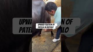 Upward fixation of patella l dr Umar khan [upl. by Keese767]