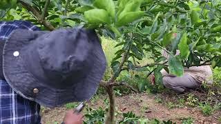 Poda de aclareo y de formación en árboles de Limón 🍋 Tahití [upl. by Hunter]