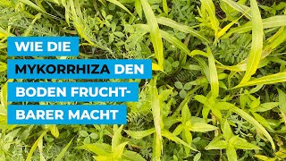 Wie die Mykorrhiza den Boden fruchtbarer macht [upl. by Enegue721]