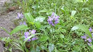 HealAll prunella vulgaris 2024 update [upl. by Vento]