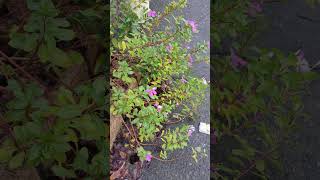 Catharanthus roseus wissenschaftlicher Name Catharanthus roseus VID20240806175242 [upl. by Moshell]