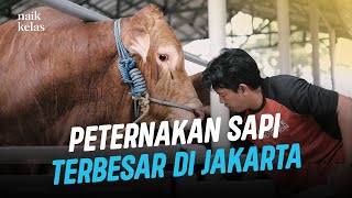 Sukses Ternak 300 Sapi Di Tengah Kota Jakarta Omzetnya 5 Miliar [upl. by Eibur79]