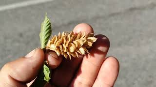 Ostrya carpinifolia  edible Hop Hornbeam seeds surrounded by itching powder [upl. by Mochun]