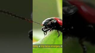 The Critical Beetle Larval Phases shorts beetles insects [upl. by Fagaly]