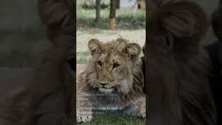 Men Keep Lion as a Pet The True Story of Christian The Lion facts wildlife mammals didyouknow [upl. by Naicul]