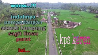 sawah KAMPUaNG SAGIk LIMau puruik [upl. by Lietman886]