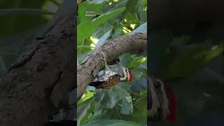 Lesser Flameback woodpecker  birds shorts [upl. by Phelia]