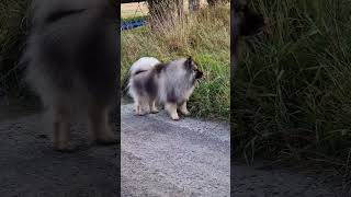 music keeshond doglover petlovers [upl. by Uhayile]