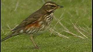 Grive mauvis  Redwing  Rotdrossel  Turdus iliacus [upl. by Wiedmann434]