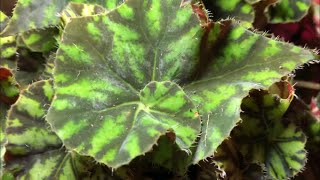 Plant Spotlight  Begonia ‘Zumba’  New Rex rhizomatous begonia joins the family [upl. by Imar175]