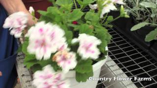 How to Deadhead Geraniums [upl. by Lichter]