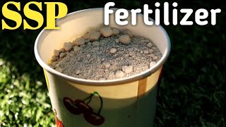 How to use SSP Single Super Phosphate fertilizer for Plants सिंगल सुपर फॉस्फेट [upl. by Trust]