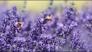 LAVANDA  razmnožavanje reznicama brzo i lako [upl. by Morganne182]