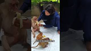 救了母亲和孩子 animal rescue animallover monkey [upl. by Crompton15]