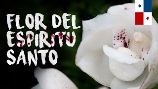 Todo sobre la Peristeria elata La flor del Espiritu Santo  Finca Dracula [upl. by Aggappe]