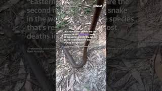 Aussie store evacuated following alarming snake discovery  shorts yahooaustralia [upl. by Hatfield887]