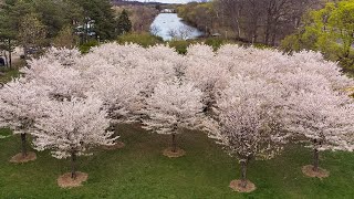 Cherry Blossom Heaven Taking In Dundas Ontarios Sakura Trees [upl. by Eronel]