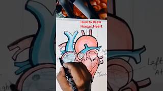 How to Draw Human Heart l Structure of Human Heart [upl. by Basil54]