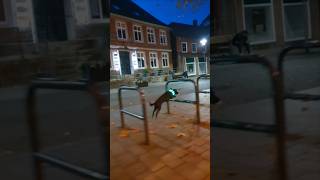 FahrradständerParcours im Dunkeln 🐕✨ Hundetricks [upl. by Eesyak660]